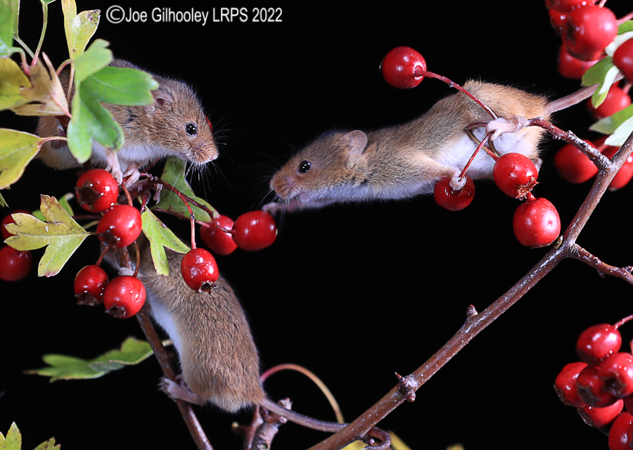 Harvest Mice