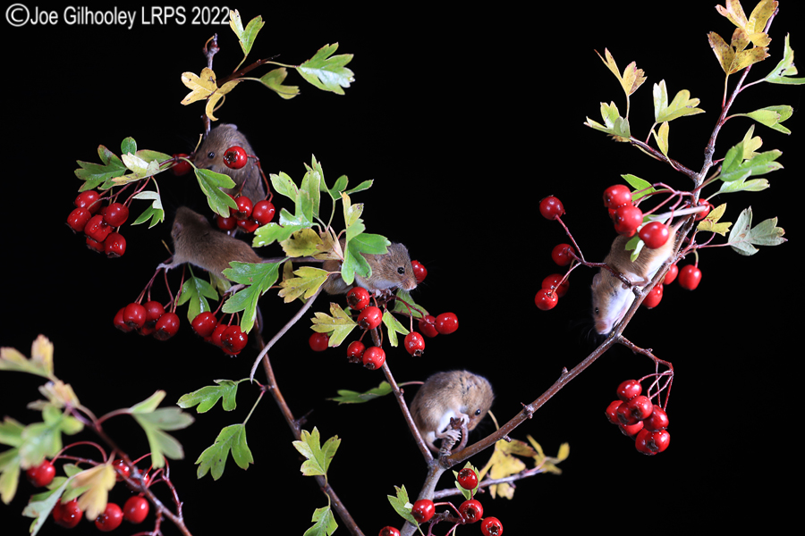Harvest Mice