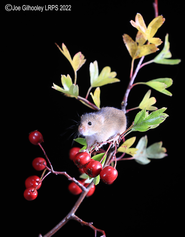 Harvest Mice