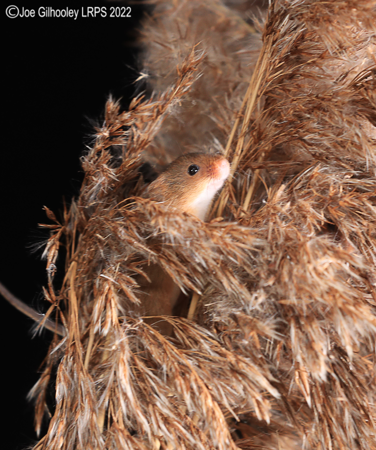 Harvest Mice