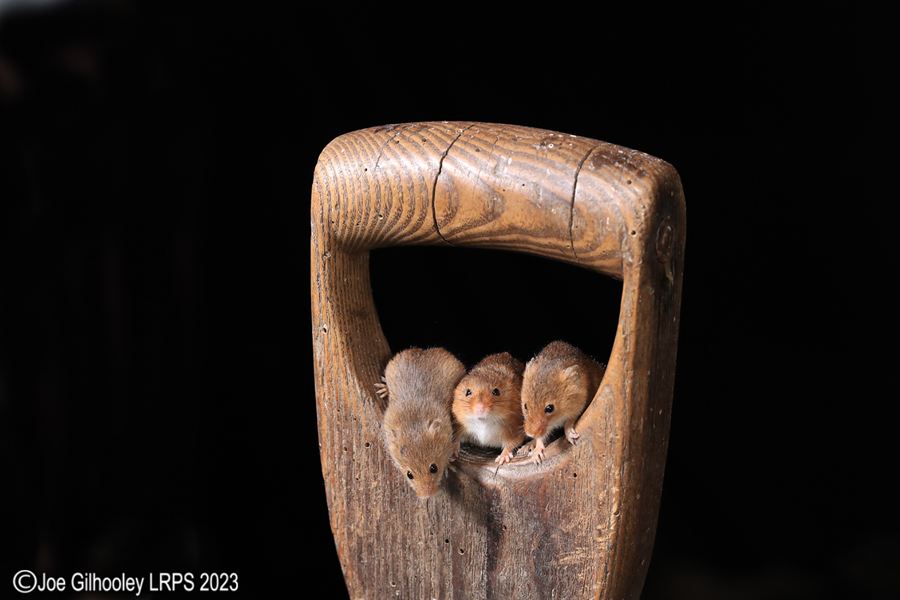 Harvest Mice on a Pitchfork Handle
