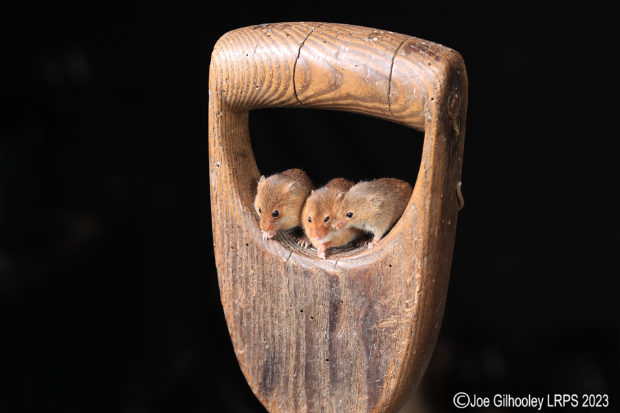 Harvest Mice on a Pitchfork Handle