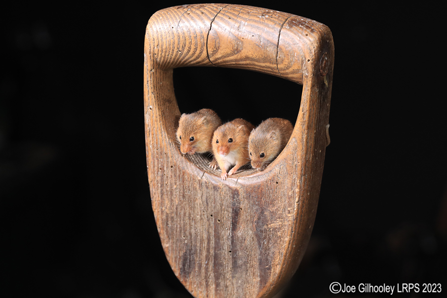 Harvest Mice on a Pitchfork Handle