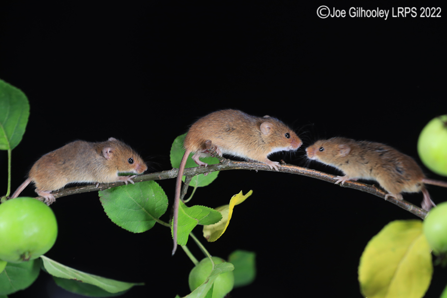 Harvest Mice