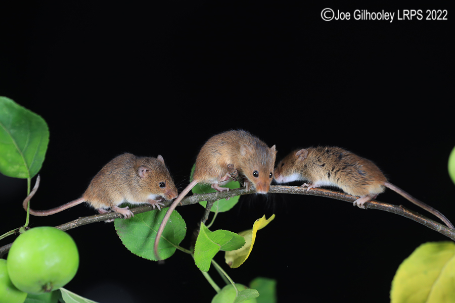 Harvest Mice