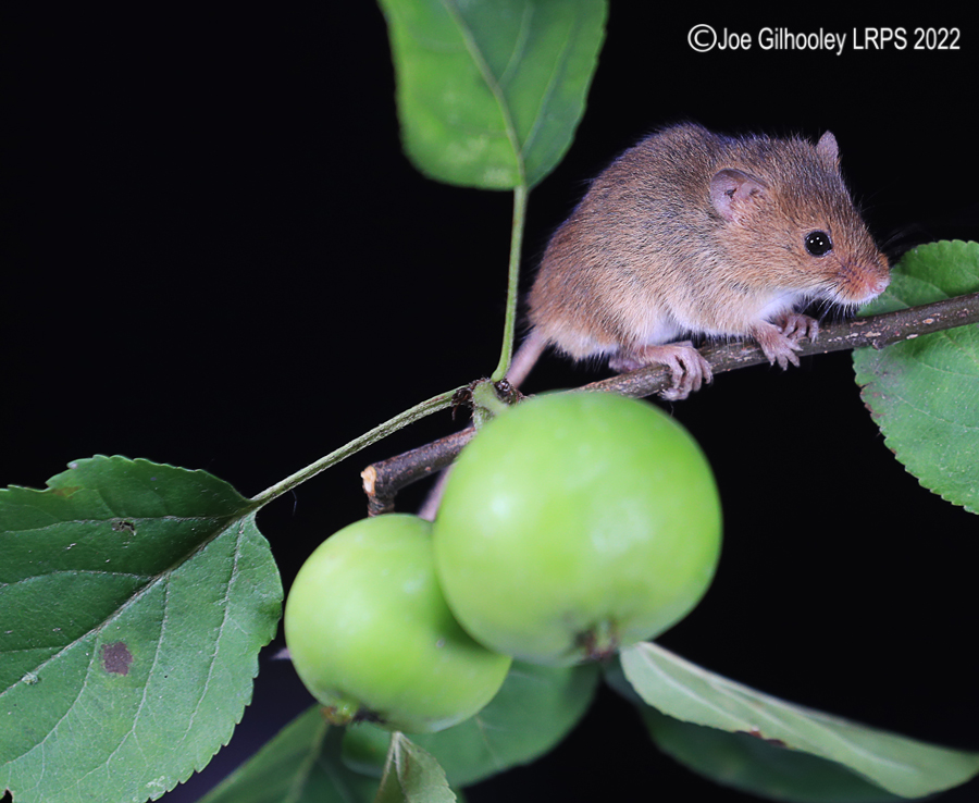 Harvest Mice