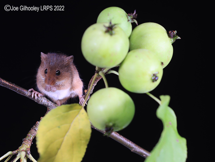 Harvest Mice
