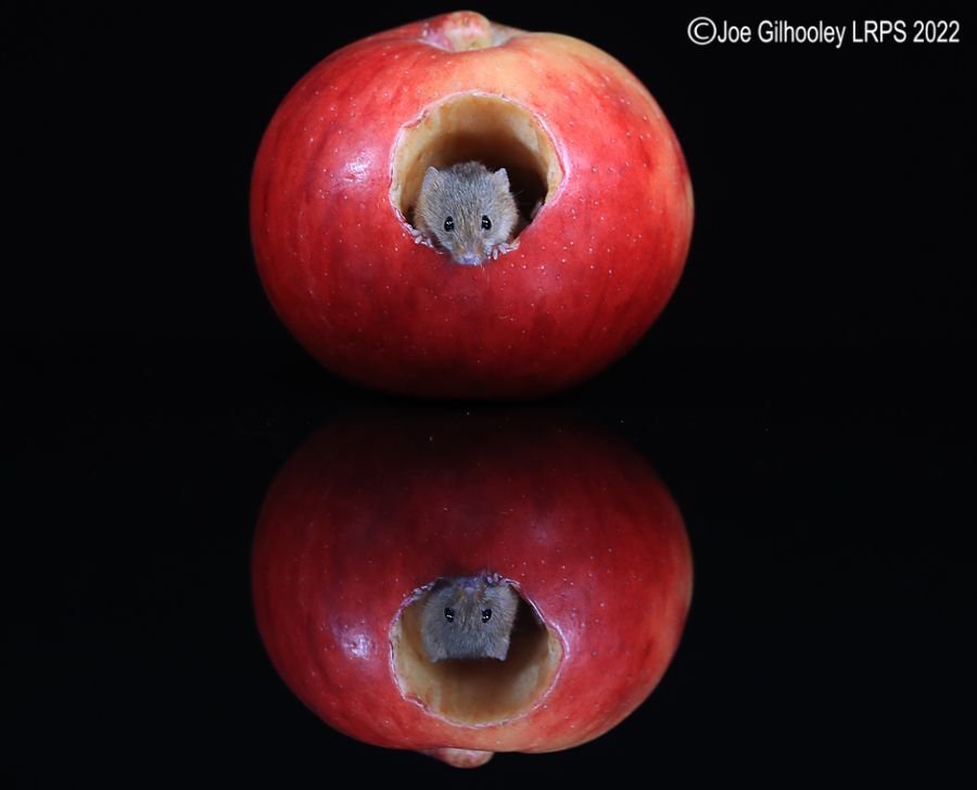 Harvest Mouse in an apple and a reflection 5th October 2022