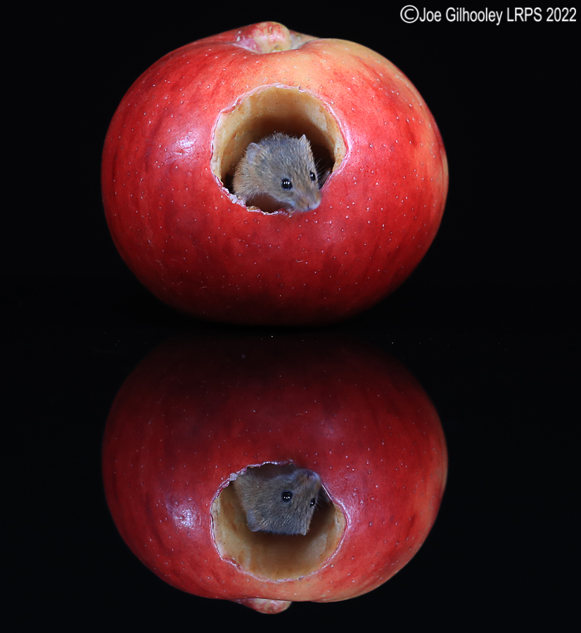 Harvest Mouse in an apple and a reflection 5th October 2022