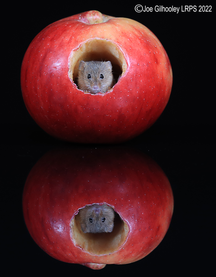 Harvest Mouse in an apple and a reflection 5th October 2022
