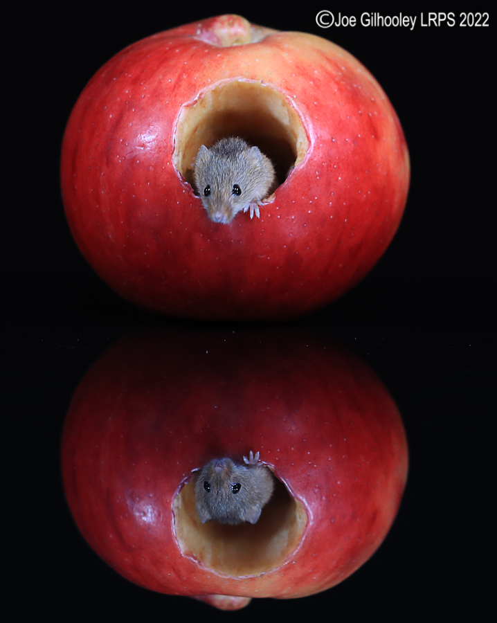 Harvest Mouse in an apple and a reflection 5th October 2022