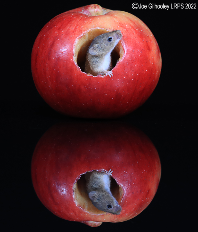 Harvest Mouse in an apple and a reflection 5th October 2022