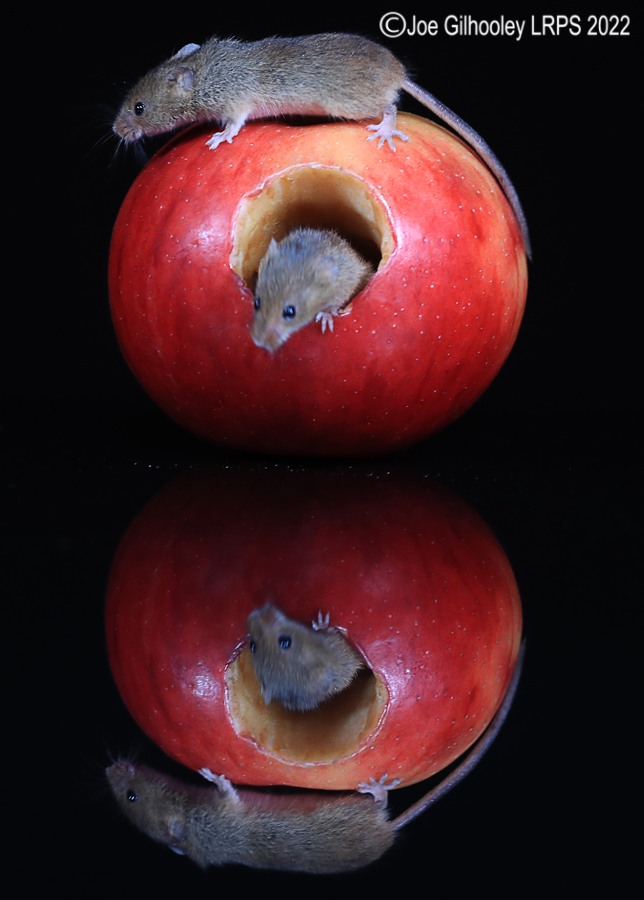 Harvest Mouse in an apple and a reflection 5th October 2022