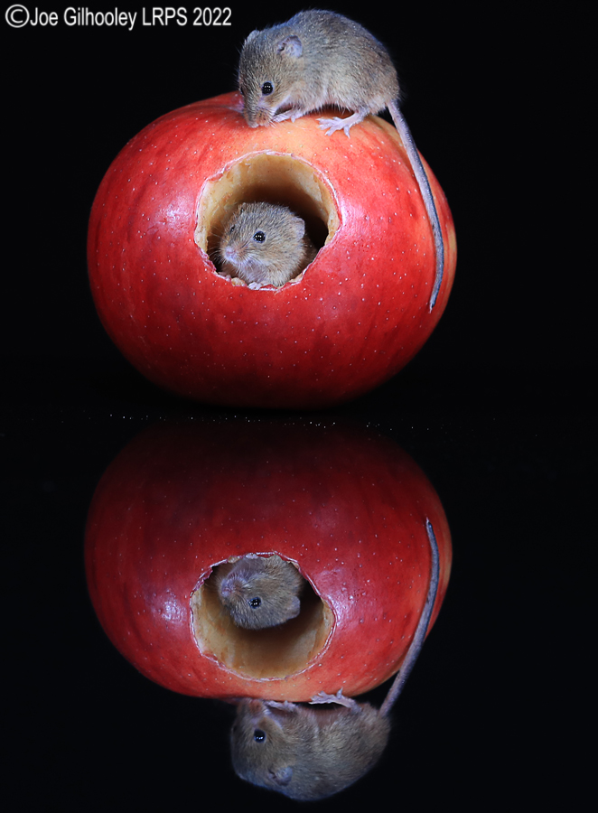 Harvest Mouse in an apple and a reflection 5th October 2022
