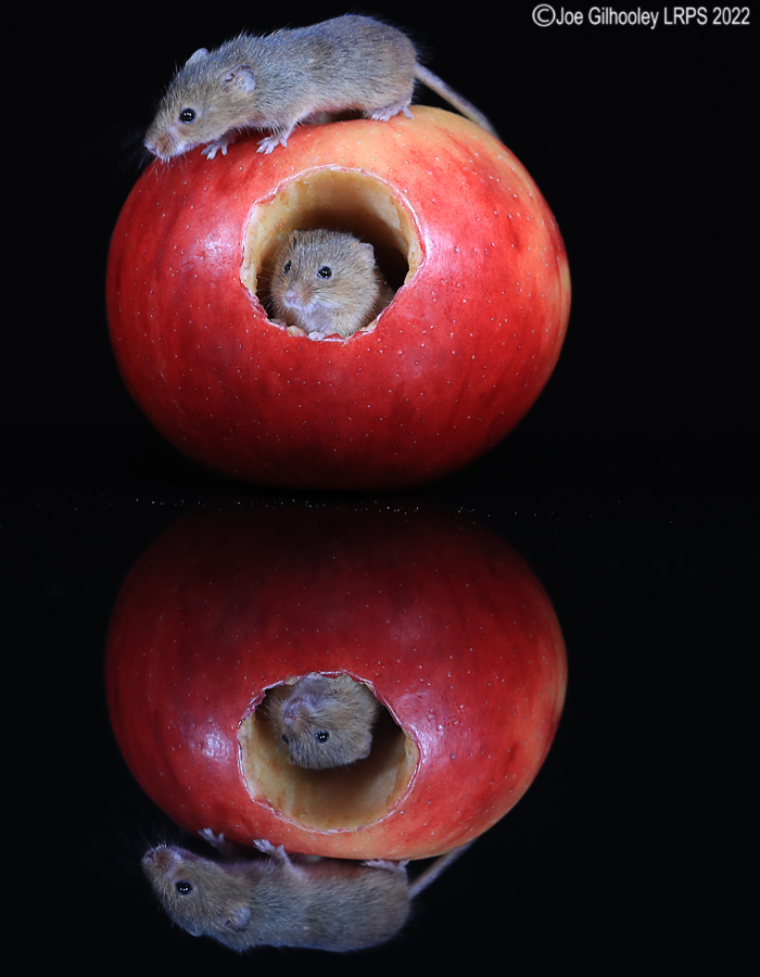 Harvest Mouse in an apple and a reflection 5th October 2022