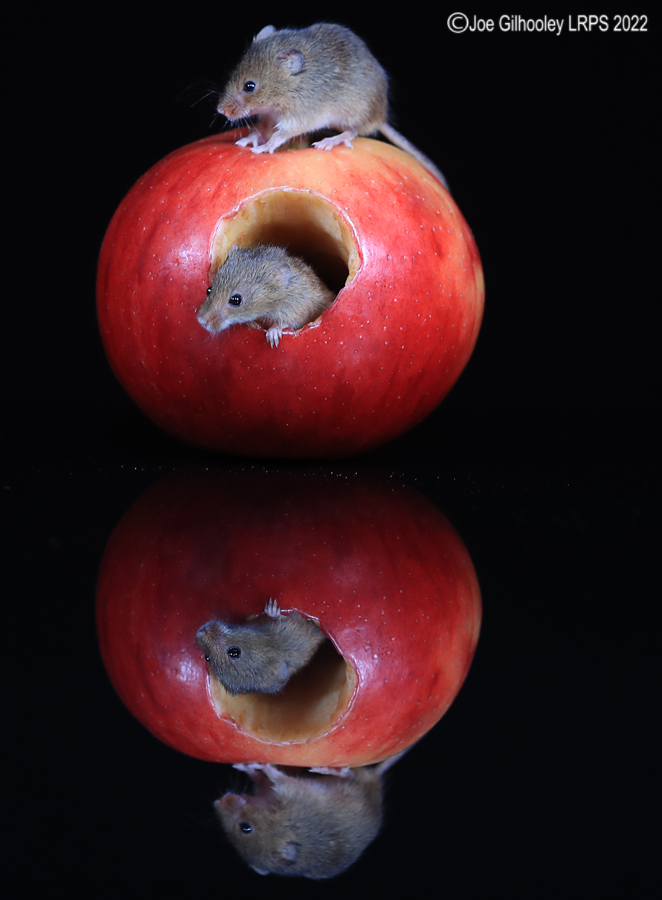 Harvest Mouse in an apple and a reflection 5th October 2022