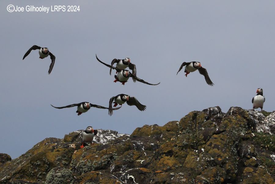 Puffins on Isle of May