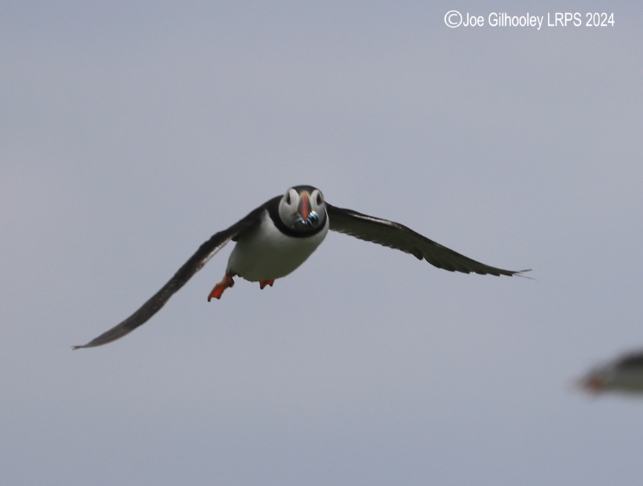 Puffins on Isle of May