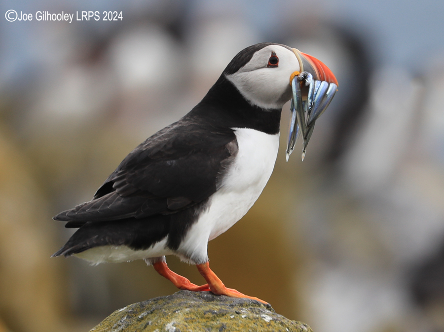 Puffins on Isle of May