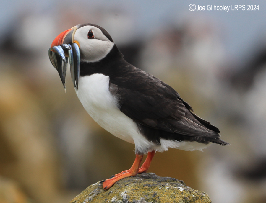 Puffins on Isle of May