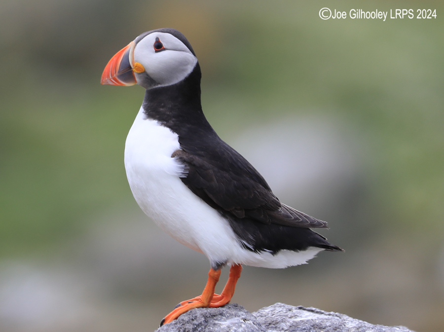 Puffins on Isle of May