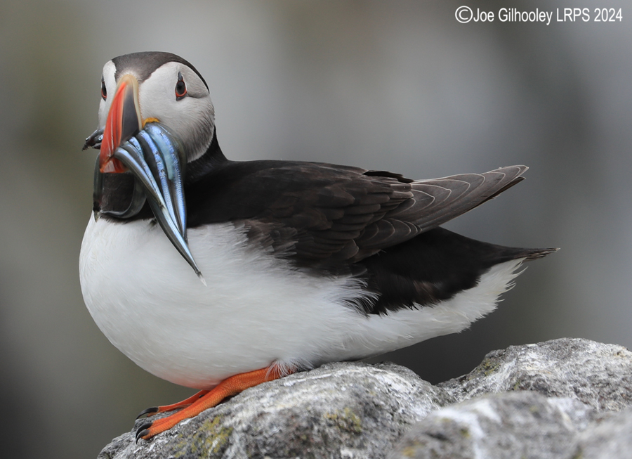 Puffins on Isle of May