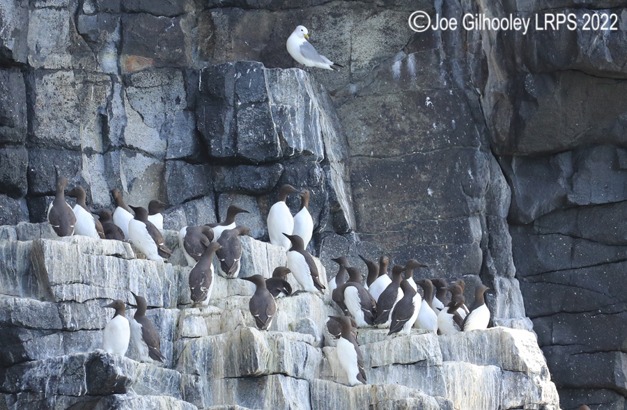 Guillemots on Isle of May