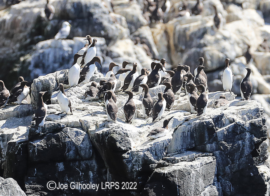 Guillemots on Isle of May