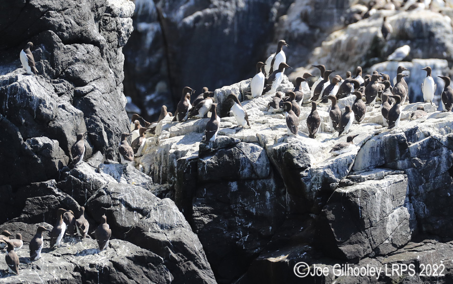 Guillemots  on Isle of May