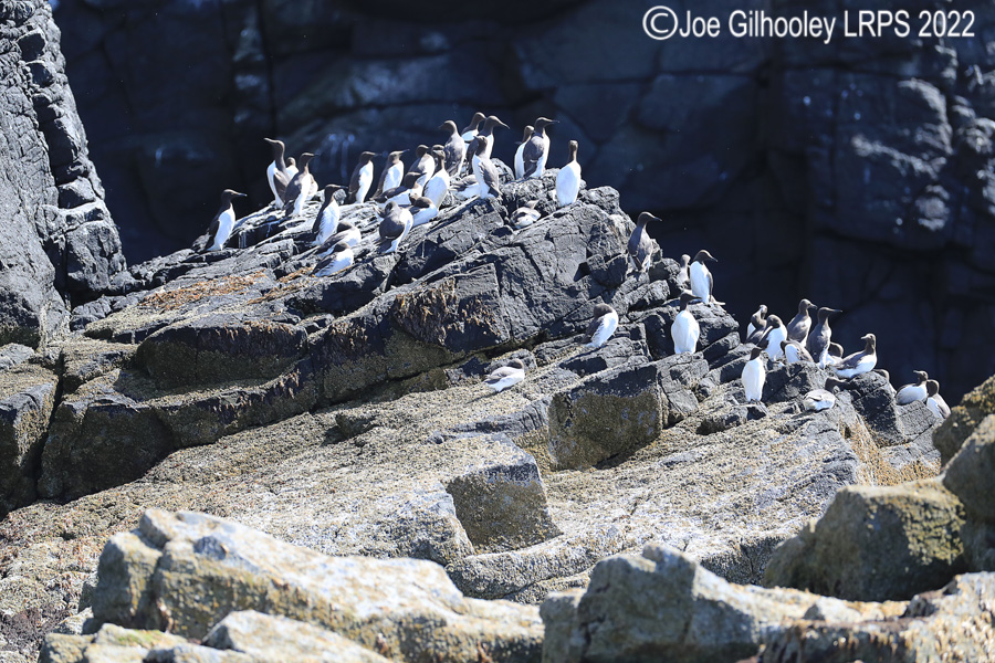 Guillemots on Isle of May