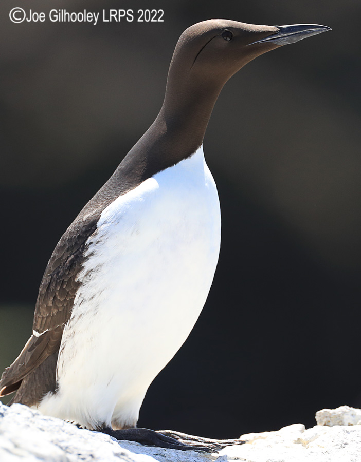 Guillemot  on Isle of May