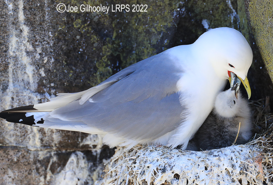 Kittiwake and Chick  on Isle of May