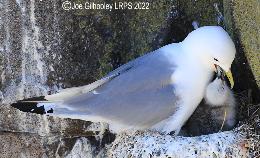 Kittiwake and Chick  on Isle of May