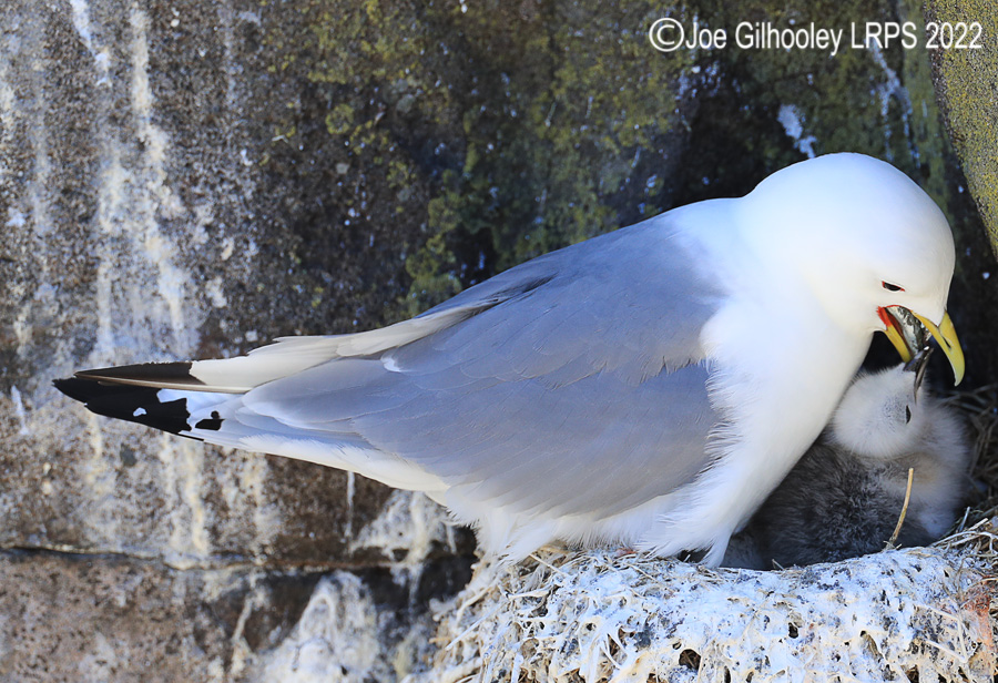 Kittiwake and Chick  on Isle of May