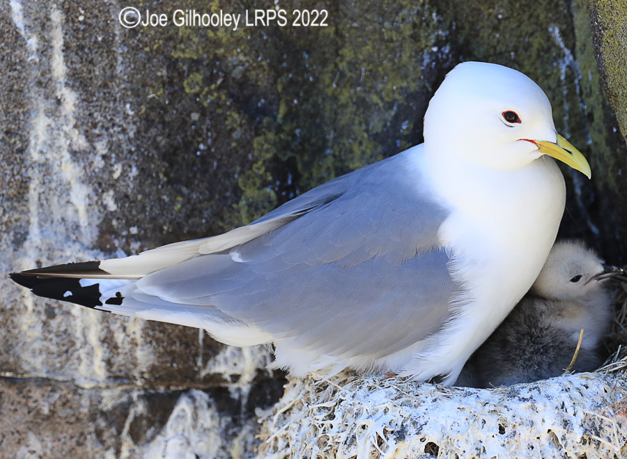 Kittiwake and Chick  on Isle of May
