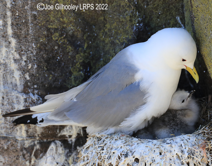 Kittiwake and Chick  on Isle of May