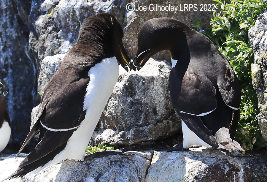 Razorbills on Isle of May