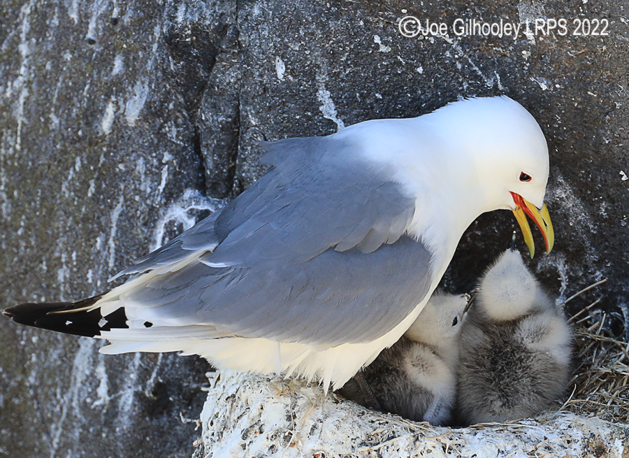 Kittiwake and Chicks on Isle of May