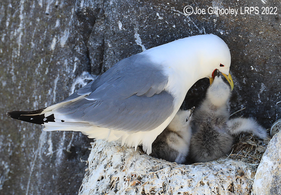 Kittiwake and Chicks on Isle of May