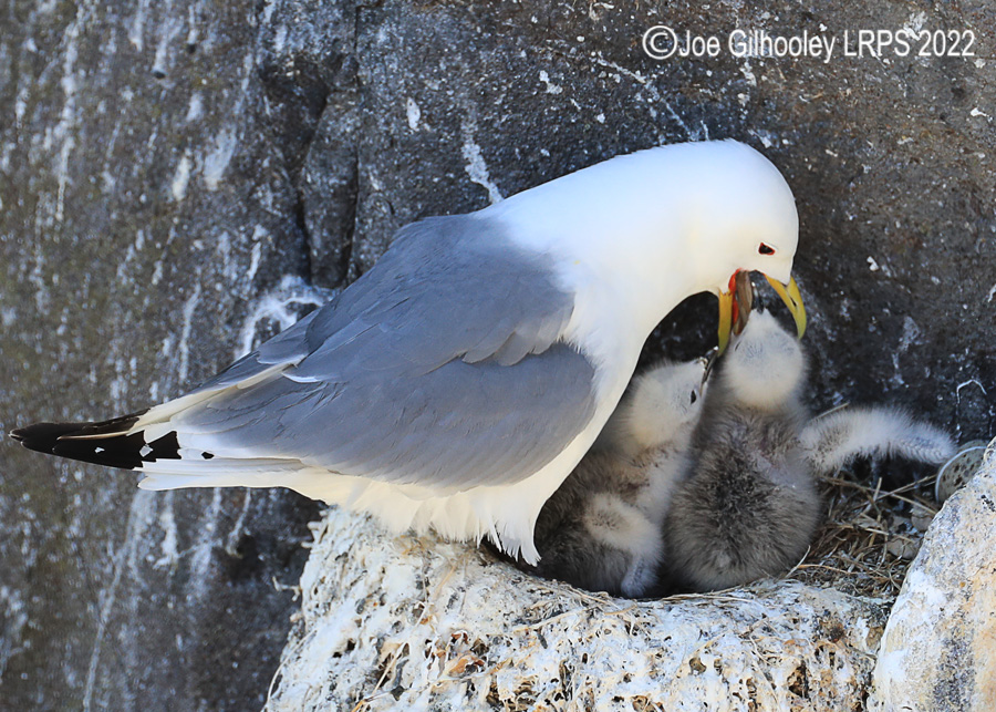 Kittiwake and Chicks on Isle of May