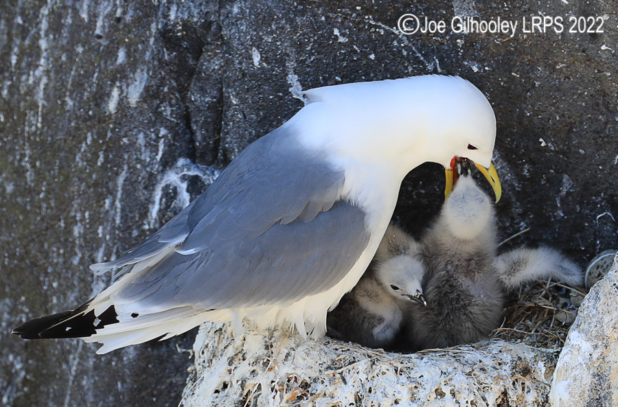 Kittiwake and Chicks on Isle of May