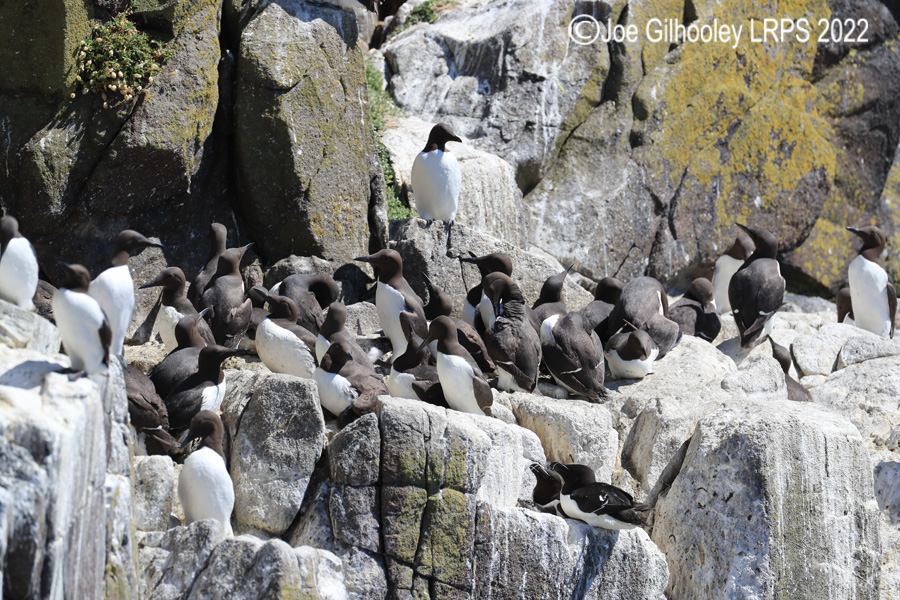 Razorbills on Isle of May