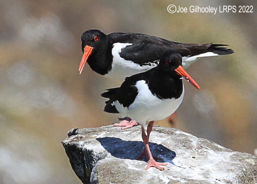 Oyster Catchers on Isle of May