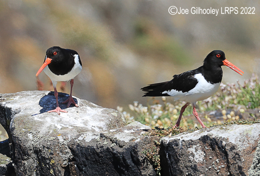 Oyster Catchers on Isle of May