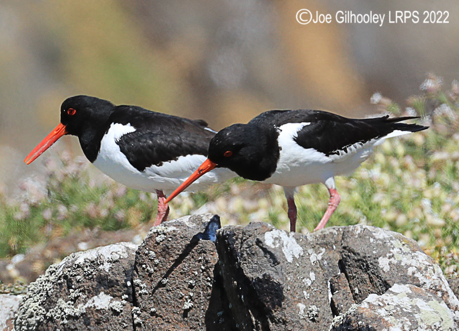 Oyster Catchers on Isle of May