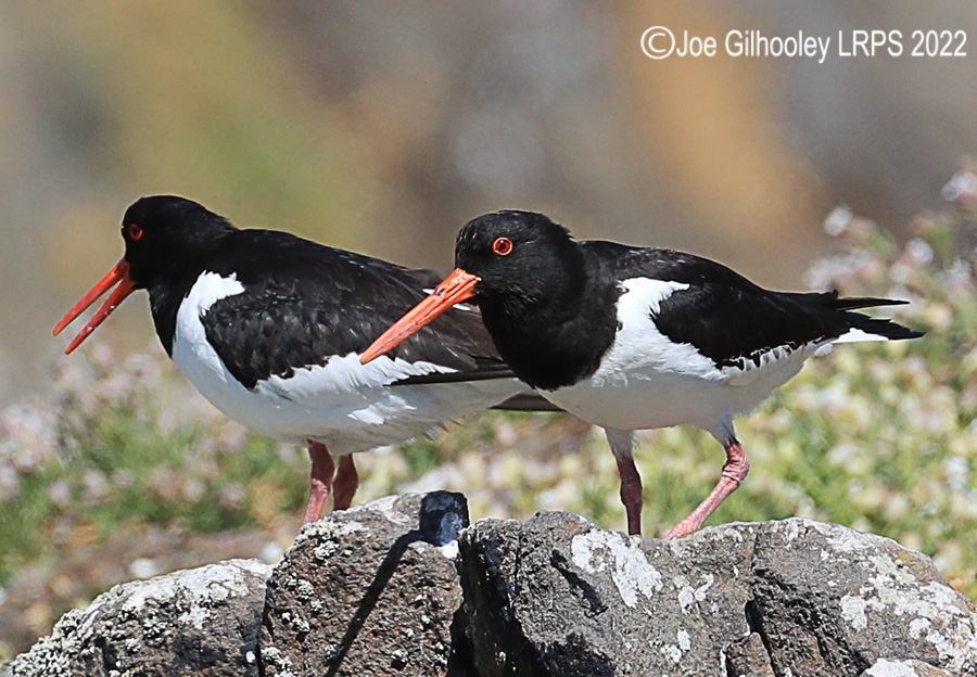 Oyster Catchers on Isle of May