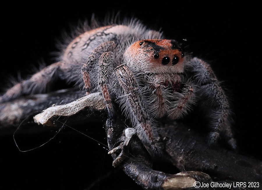 Jumping Spider