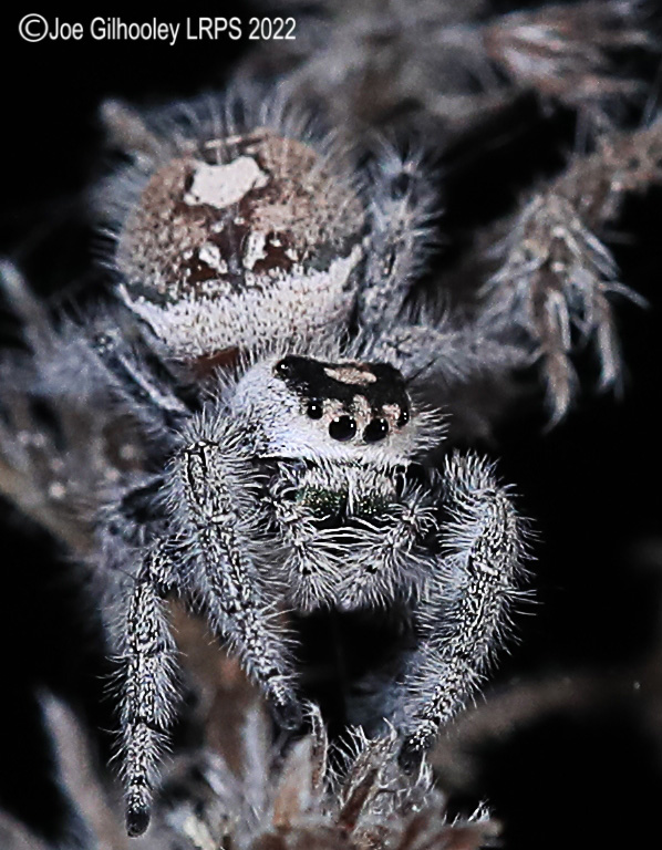 Phidppus Regius Jumping Spider