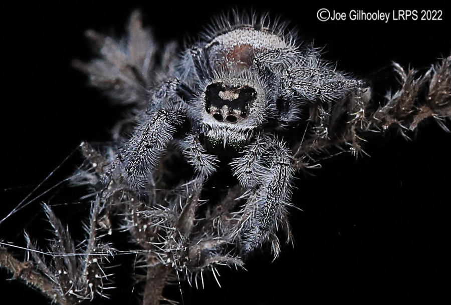 Phidppus Regius Jumping Spider