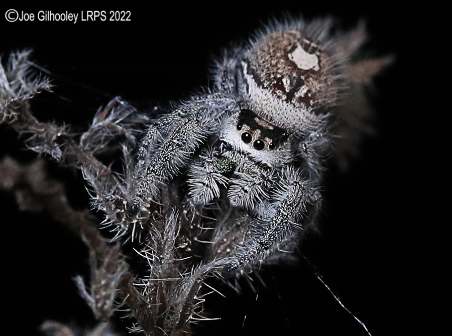 Phidppus Regius Jumping Spider
